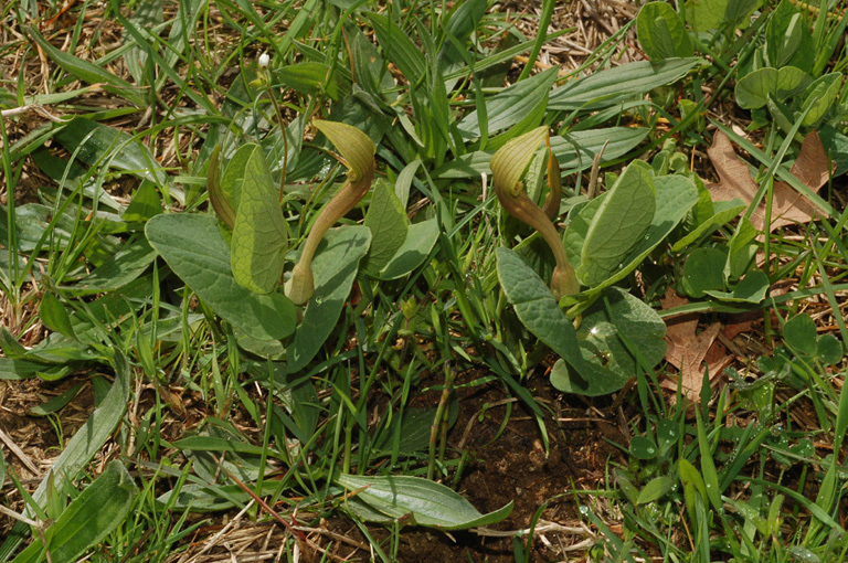Aristolochia lutea / Aristolochiaceae: Aristolochia gialla