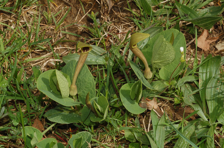 Aristolochia lutea / Aristolochiaceae: Aristolochia gialla