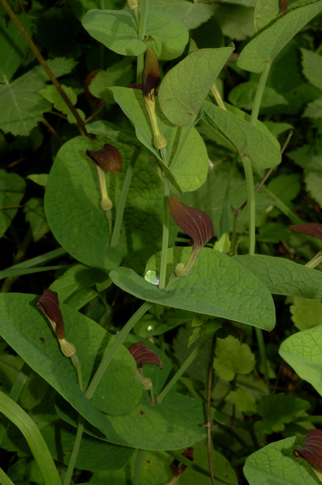 Aristolochia rotunda / Erba astrologa