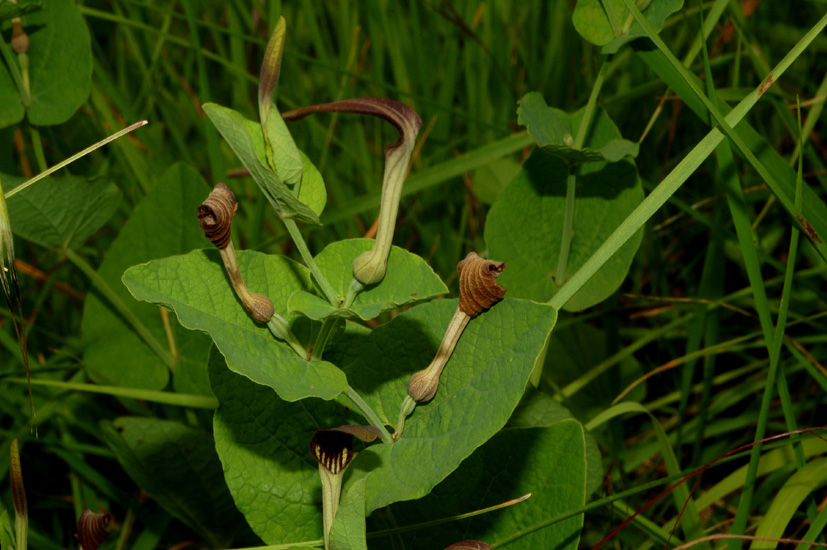 Aristolochia rotunda / Erba astrologa