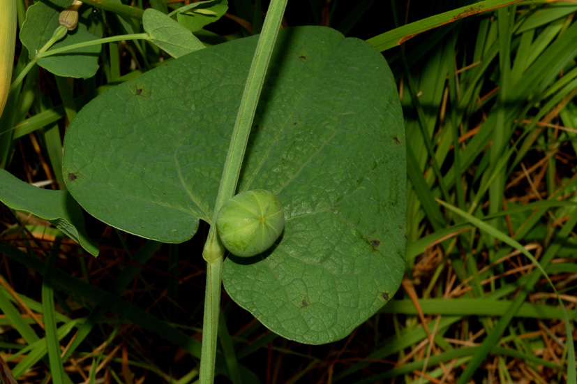 Aristolochia rotunda / Erba astrologa