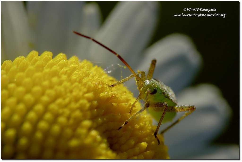 Aiuto per l''identificazione_Ninfa di Miridae