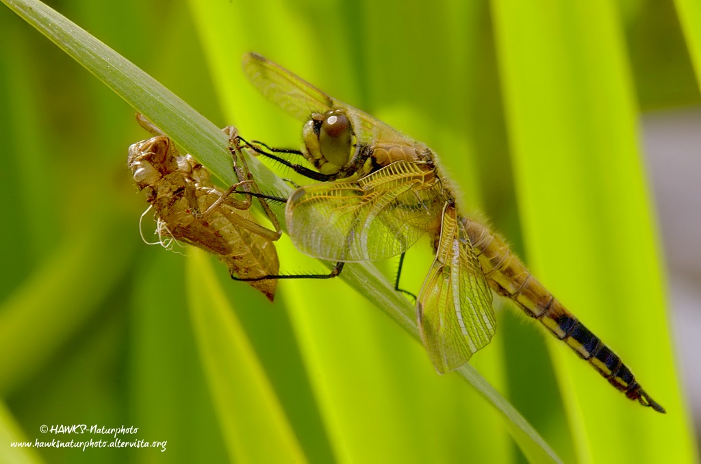 Libellula nuova fiammante