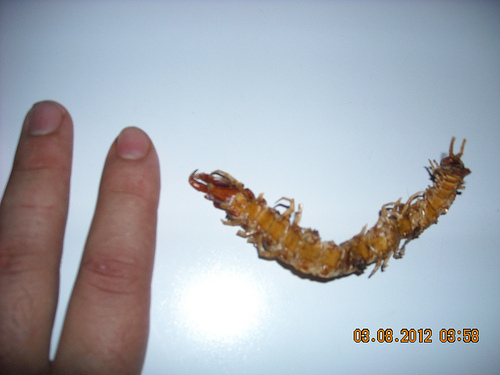 Scolopendra gigante in Sardegna