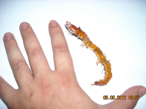 Scolopendra gigante in Sardegna