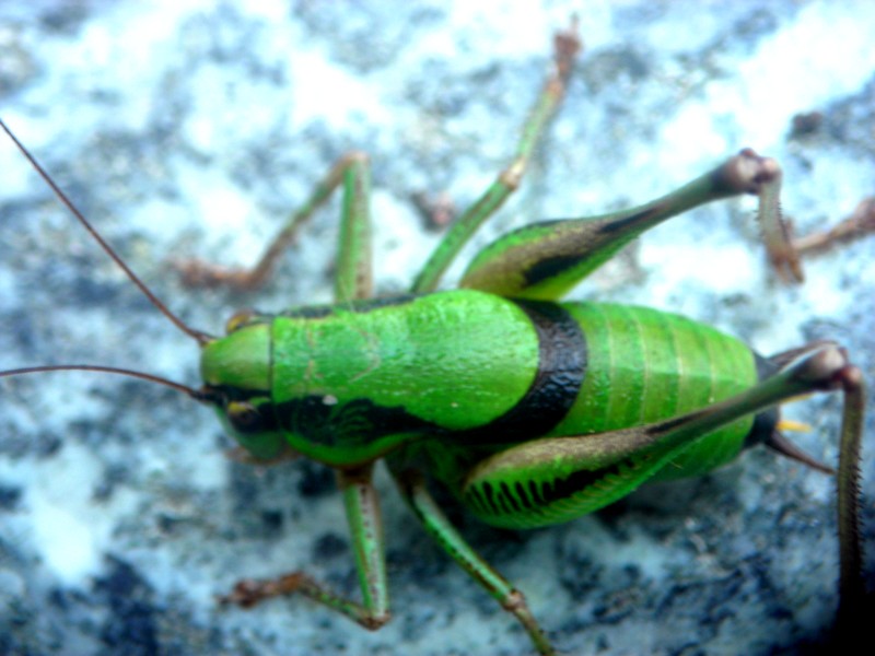 Eupholidoptera chabrieri