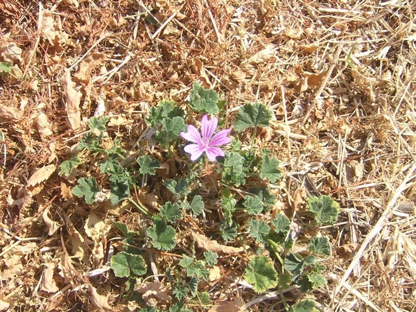 che fiore ??? - Malva sp.