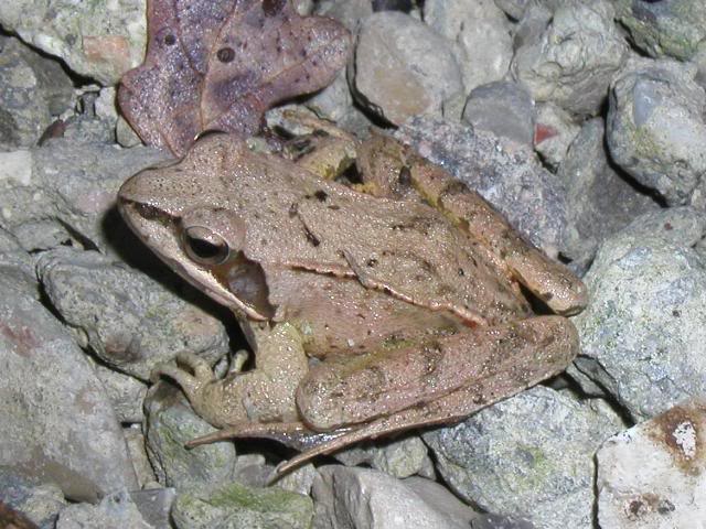 Rana dalmatina