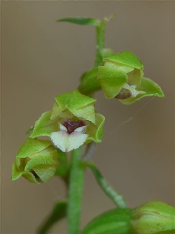 Epipactis pontica