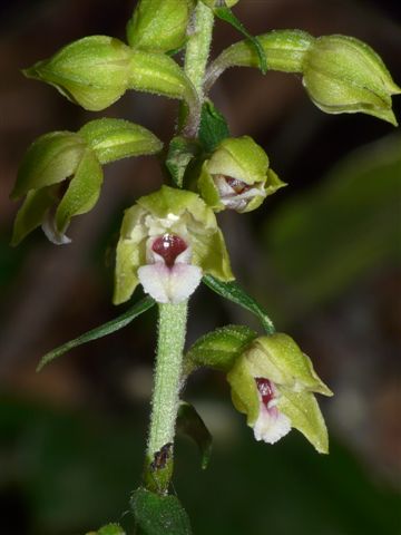 Epipactis pontica