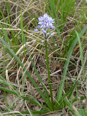 Hyacinthoides italica