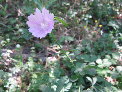 Malva alcea