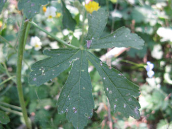 Malva alcea