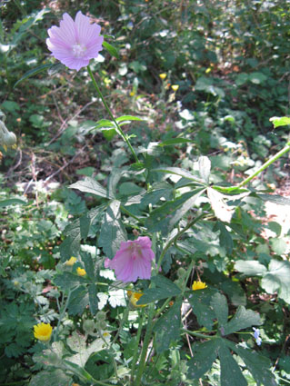 Malva alcea