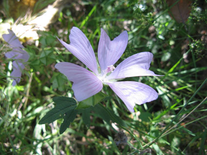 Malva alcea