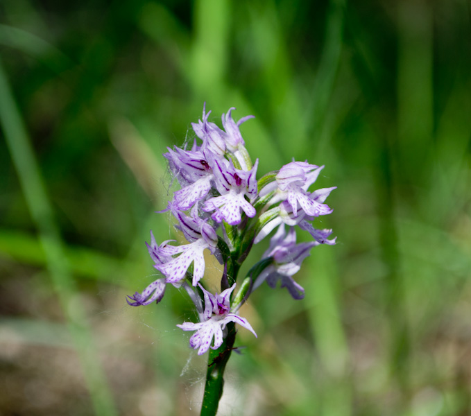 Neotinea tridentata