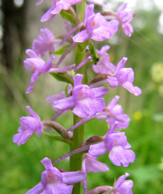 Gymnadenia conopsea