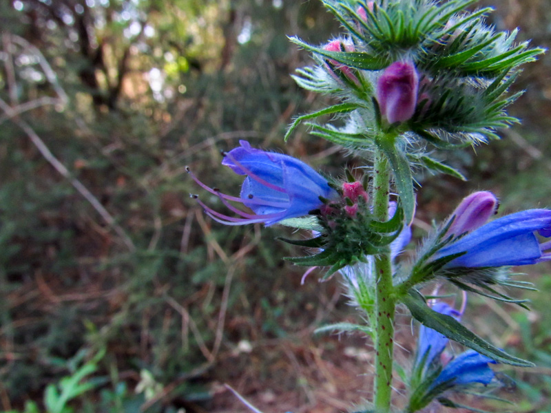 Echium sp. ?