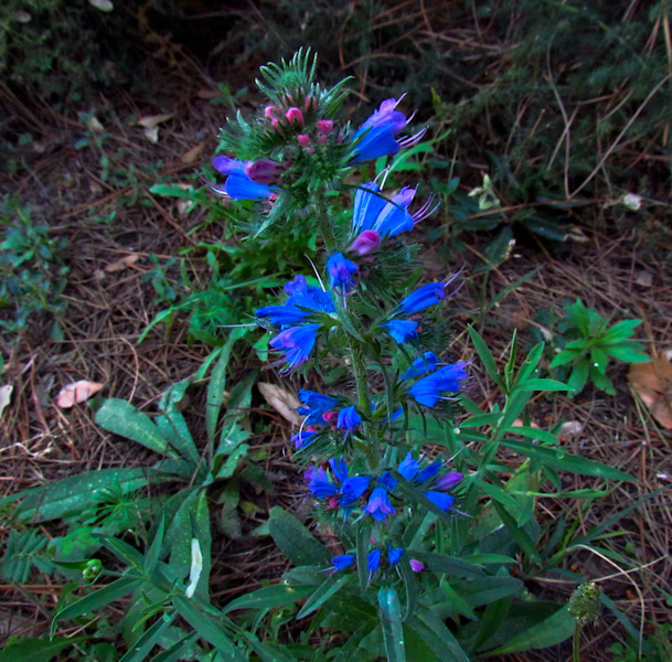 Echium sp. ?