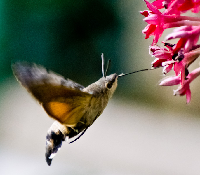 identificazione - Macroglossum stellatarum