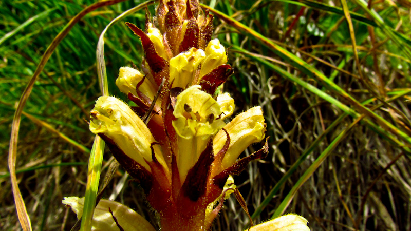 Orobanche hederae (Lamiales - Orobanchaceae)