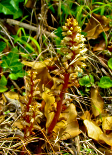 Orobanche hederae (Lamiales - Orobanchaceae)