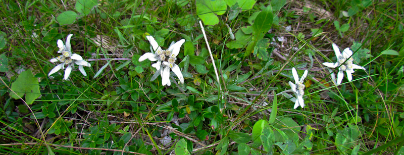 stelle alpine