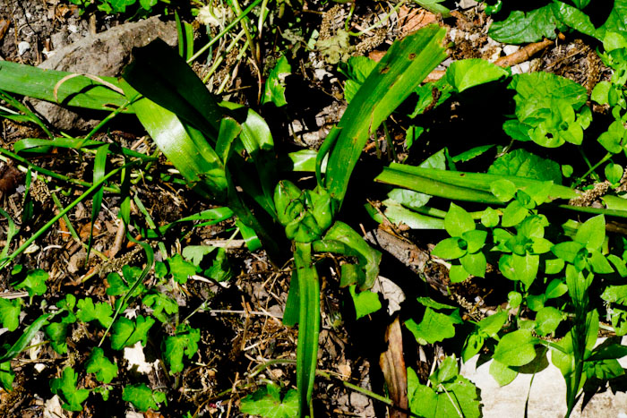 Colchicum autumnale