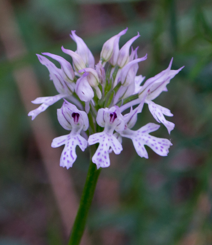 Neotinea tridentata