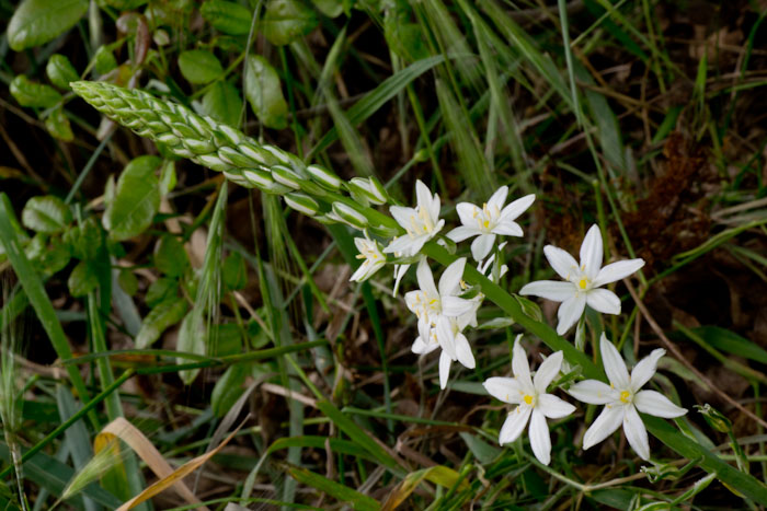 Loncomelos brevistylus