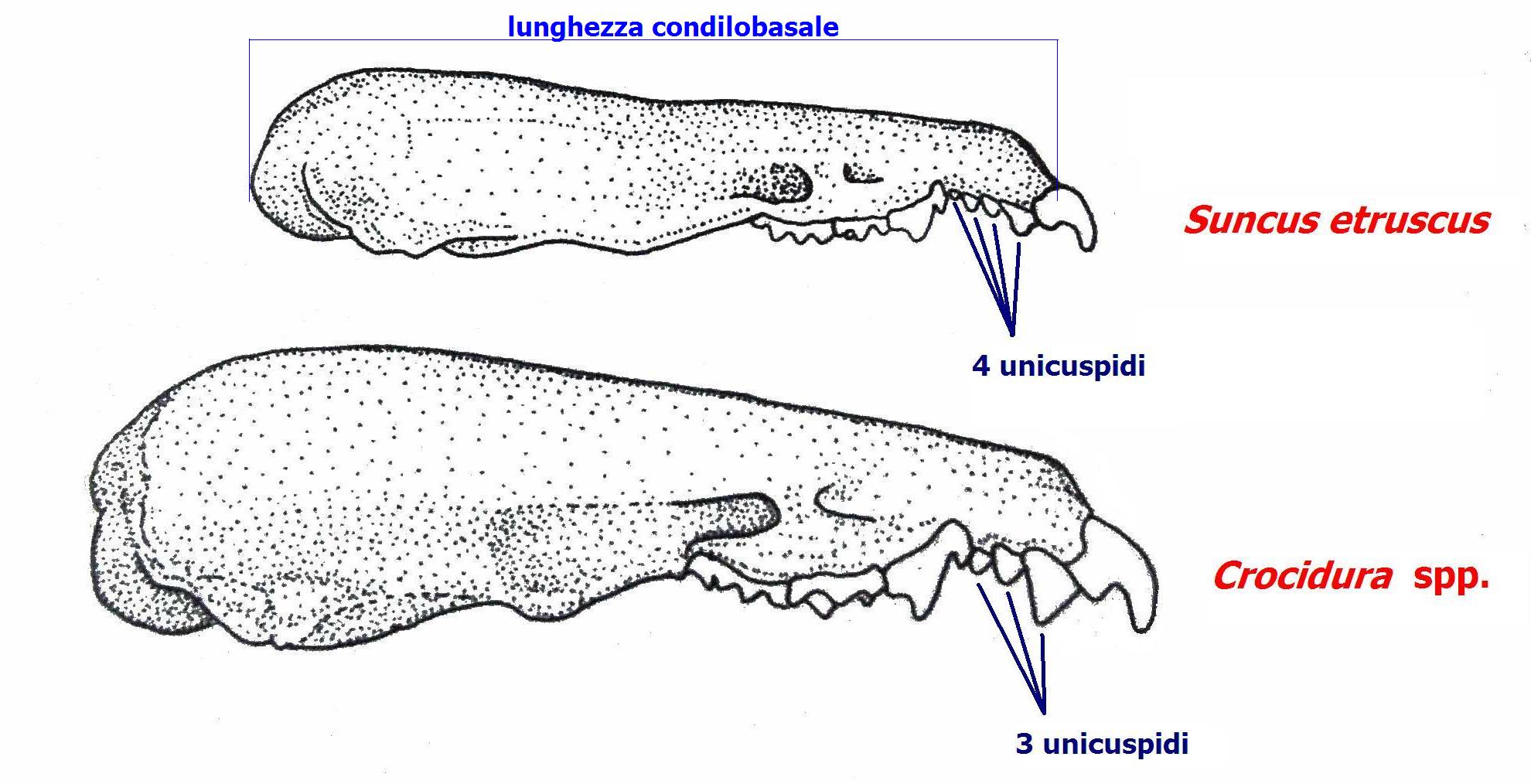 Tavole osteologiche di cranio e mandibola - Crocidura sicula