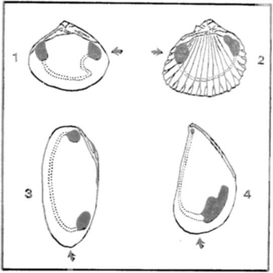 Possibile predazione su Corbicula fluminea