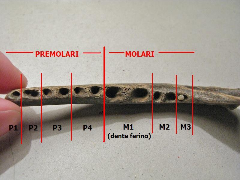 Mandibola