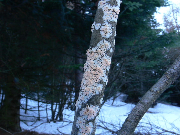 Freddo, neve e Aphyllophorales...