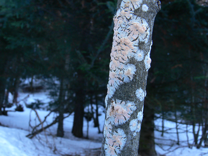 Freddo, neve e Aphyllophorales...