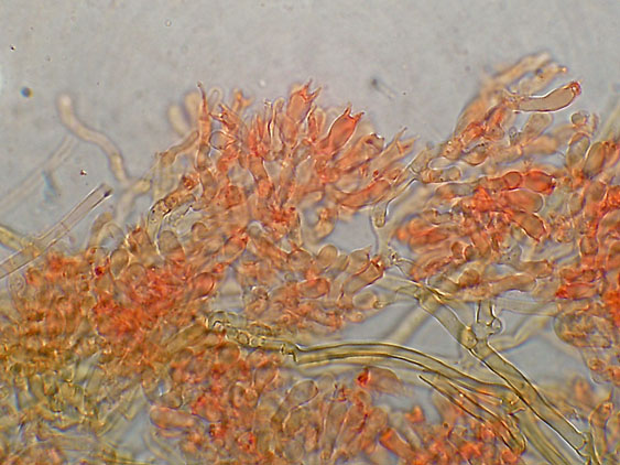 Scytinostromella olivaceoalba?(Leptosporomyces fuscostratus)