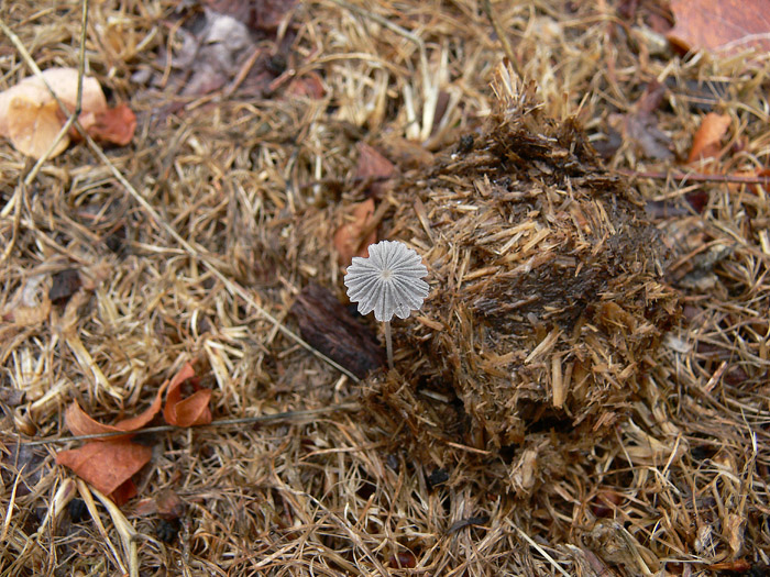 Coprinellus curtus (Kalchbr.) Vilgalys, Hopple & Jacq. Johns