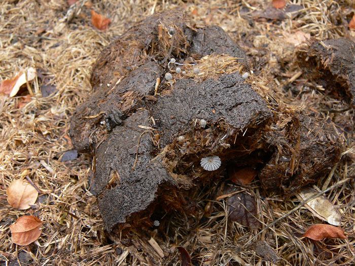 Coprinellus curtus (Kalchbr.) Vilgalys, Hopple & Jacq. Johns