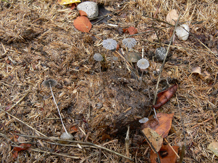 Coprinellus curtus (Kalchbr.) Vilgalys, Hopple & Jacq. Johns