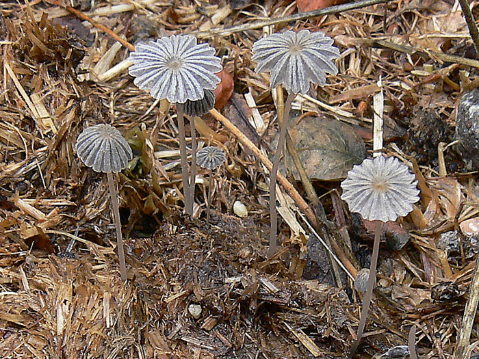 Coprinellus curtus (Kalchbr.) Vilgalys, Hopple & Jacq. Johns