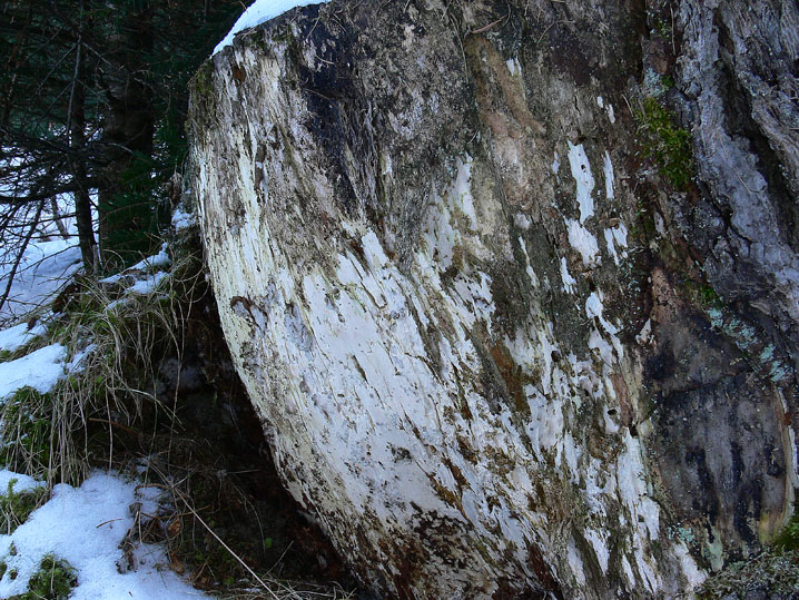 Freddo, neve e Aphyllophorales...