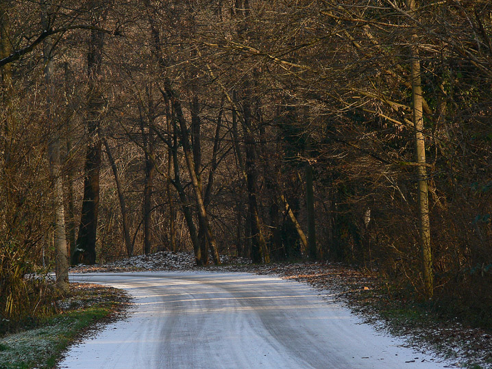 Una strada nel bosco