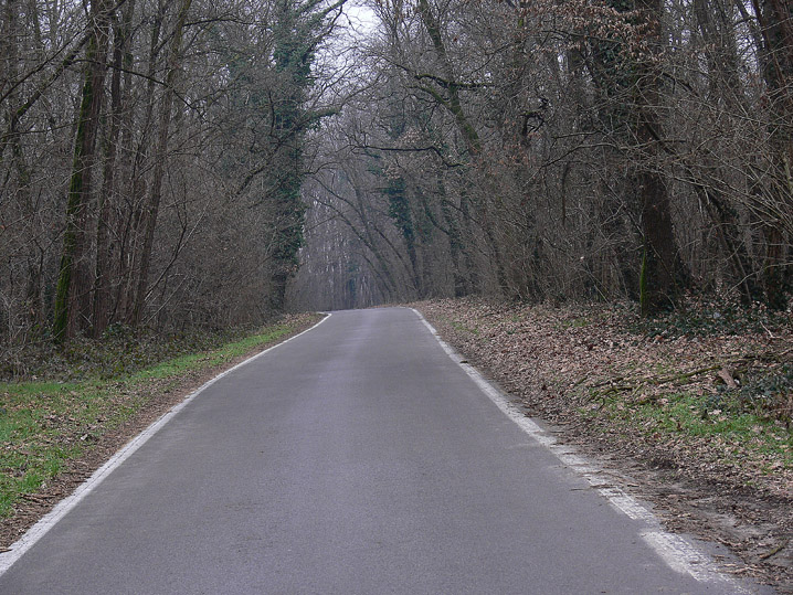 Una strada nel bosco