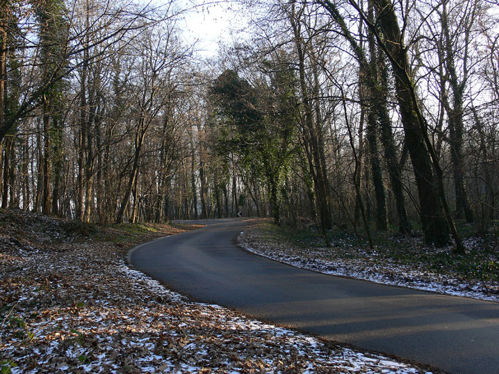 Una strada nel bosco