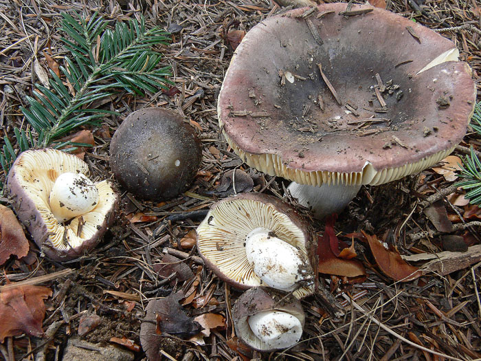 Russula amethystina?