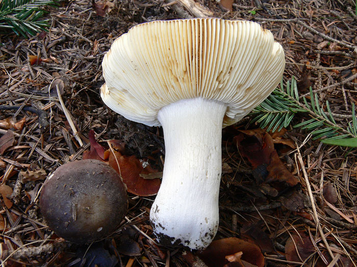 Russula amethystina?