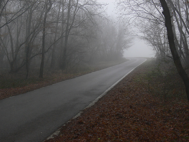 Una strada nel bosco