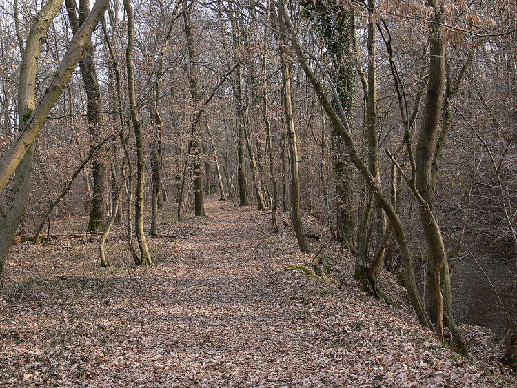 Un sentiero nel bosco