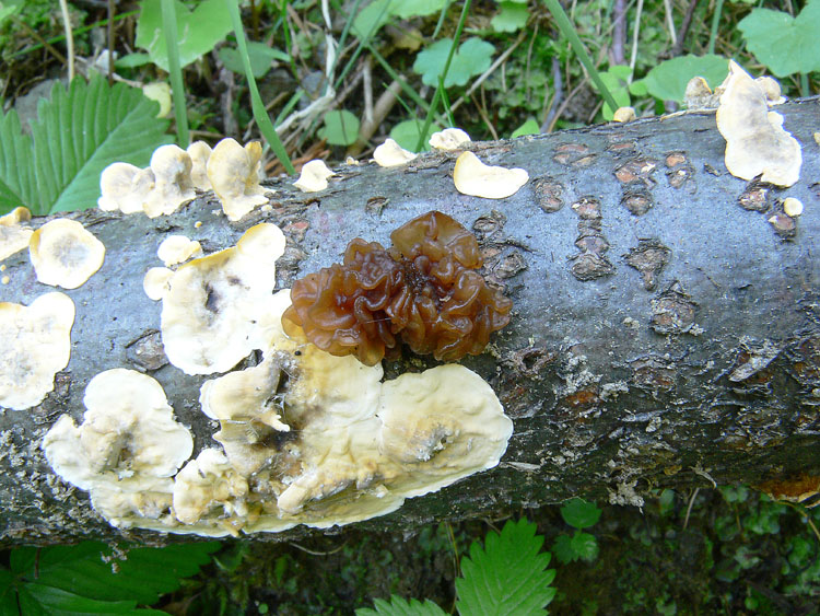 Tremella da determinare fotog.il 30.11.2010.