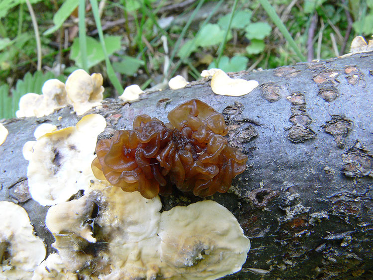 Tremella da determinare fotog.il 30.11.2010.